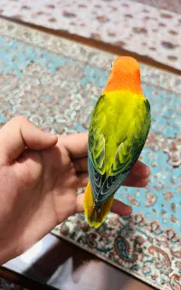 طوطی برزیلی فوق دستی یووینگ
