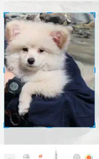 سگ تولع پامر . پامرانین خرسب عروسکی ۸۰ روزه