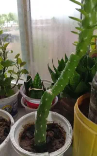 گل‌ گل گل