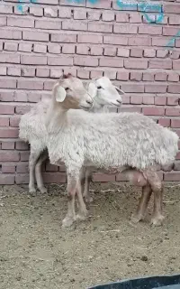میش مغانی اصل اصل