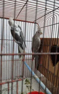 طوطی نرماده