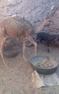 شتر چهلمنی نر