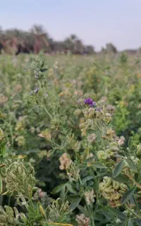 بذر یونجه گرمسیری اصلی