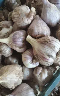 سیر محلی درجه یک