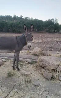 الاغ جوان ۳ساله