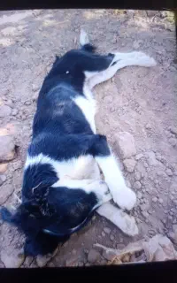 سگ بامر روباهی