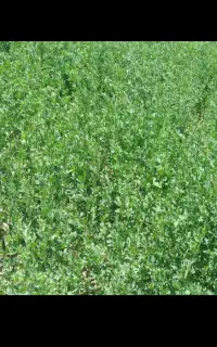 یونجه