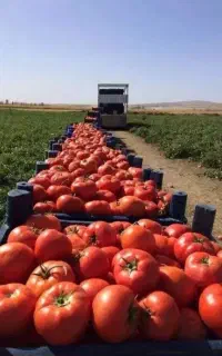 تناژ۳۰ درصدی  و کیفیت بالا می‌خوای شمارتو بزار