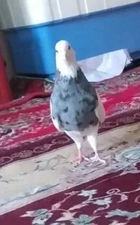 ی جفت کفتر طوقی نسل