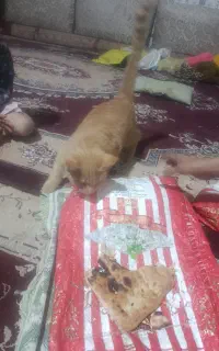 بچه گربه