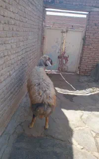 قوچ چال