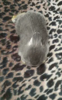 خرگوش لپ مینیاتوری