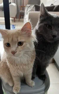 گربه