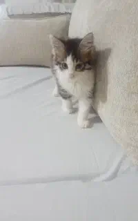 واگذاری بچه گربه DLH