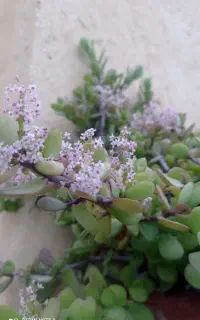 جفت مولد فنچ نرگسی