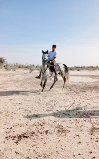 اسب عرب