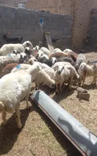 ۱۲ راس میش جوان