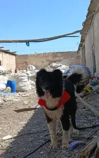 سگ قدجونی واگذاری