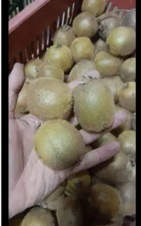 خریدار کیوی ریز سوخته شما هستیم