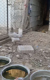 مرغ و خروس