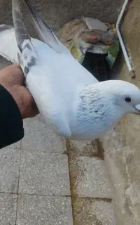 مجسمه شامی کاغذی