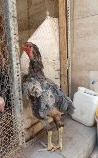 مرغ لاری طوسی افغان.کلنگی.دنگ بالا
