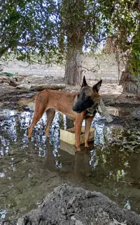 سگ مالی نیوز اصل فروشی
