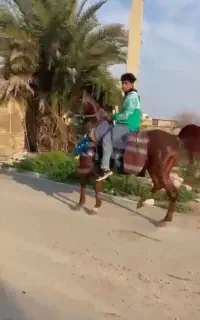 اسب مادیون نژاد عبیان عرب