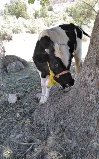 گوساله