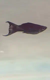 مولی و فایتر ماده