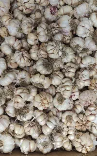 سیر خشک