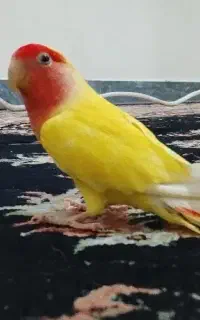 مجسمه کوتوله