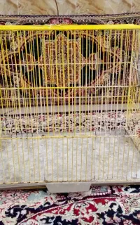 مناسب برای همه پرنده ها