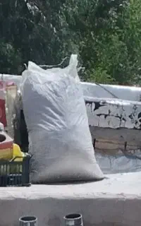 کودکبوتر