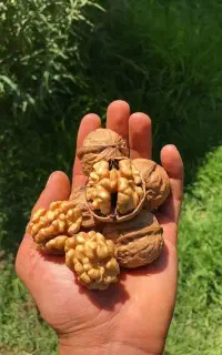 نهال گردو مقاوم به آفت