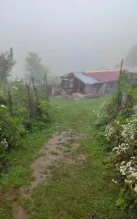 هرس گل و درخت