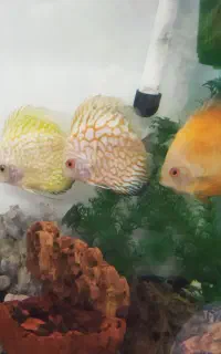 ۲ عدد ماهی دیسکس بزرگ و۱ عدد لجن خوار