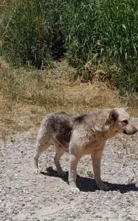 واگذاری سگ دورگه همراه با توله رایگان