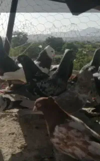 کبوتر بوم هوایی 3ساعت