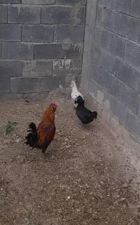 خروس و  دومرغ گلین