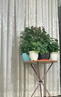 میز گرد