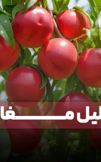 صنوبر با سوددهی زیاد + سلامت ریشه از جهاد