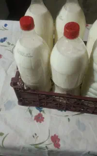 دوغ محلی درجه یک وارگانیک گوسفندی