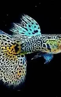 ماهی کپی نژاد دار بچه زا