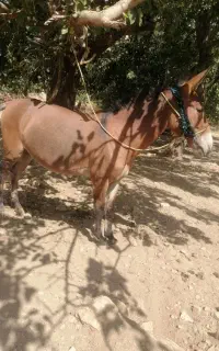 قاطر نر ۱۸ ماهه