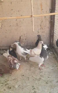 ۸عدد کفتر فروشی