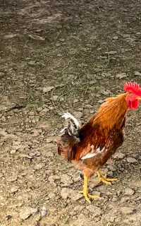 خروس جوان