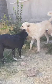 ماده پژدر جفت خورده