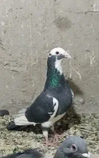 پلنک سیاه نر