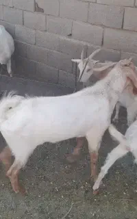 بز نر خا جی